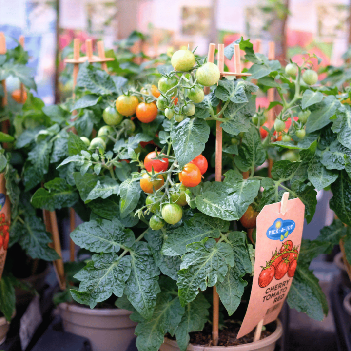 Tuinplanten kopen? Kom naar GroenRijk Beneden Leeuwen!