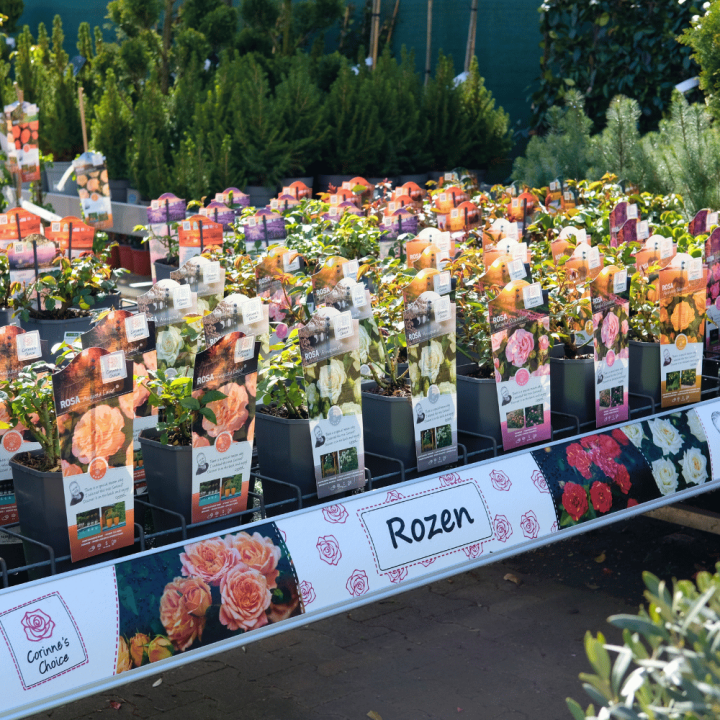 Tuinplanten kopen? Kom naar GroenRijk Beneden Leeuwen!
