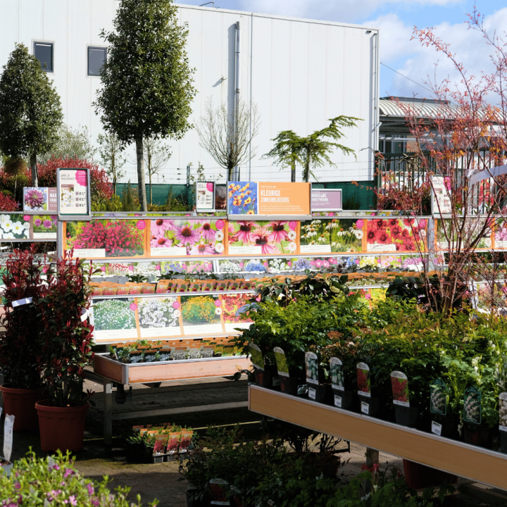 Vaste tuinplanten van tuincentrum GroenRijk Beneden Leeuwen!