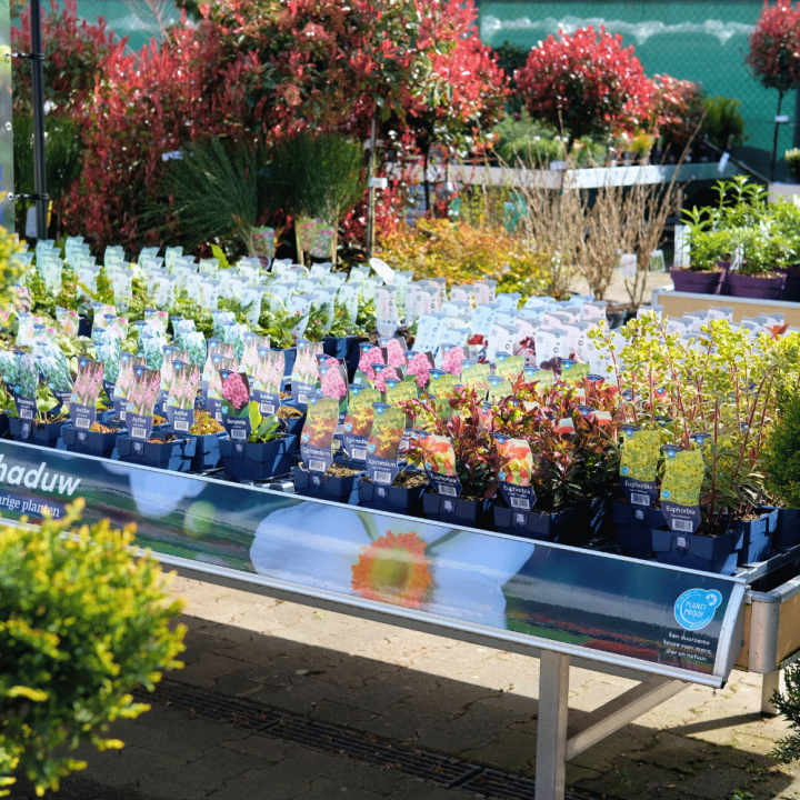 Vaste planten van tuincentrum GroenRijk Beneden Leeuwen!