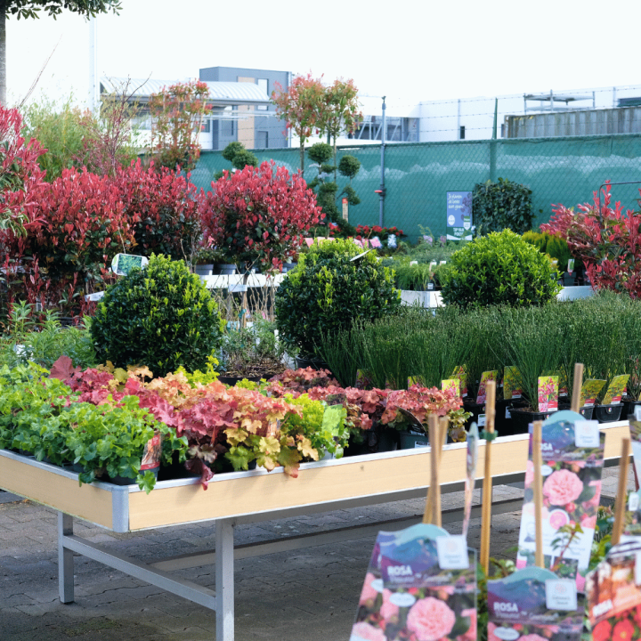 Shop jouw meerjarige planten bij GroenRijk Beneden Leeuwen!