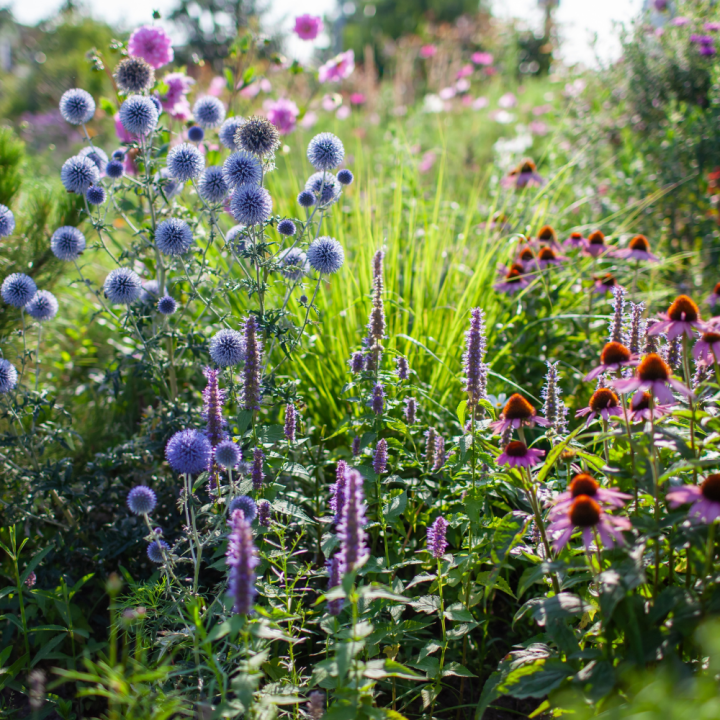 Buitenplant kopen? Kom naar GroenRijk Beneden Leeuwen!