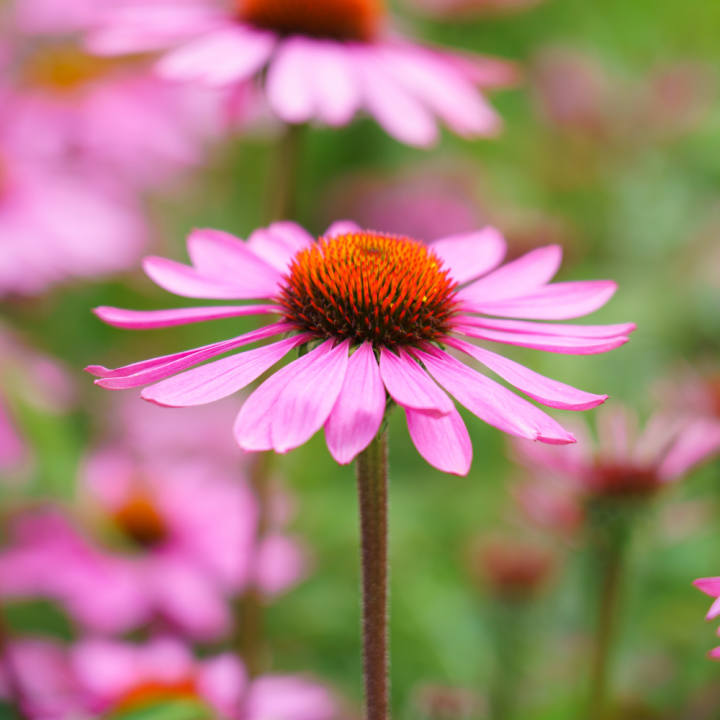 Tuinplanten kopen? Kom naar GroenRijk Beneden Leeuwen!