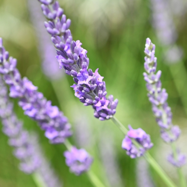 Tuinplanten kopen? Kom naar GroenRijk Beneden Leeuwen!