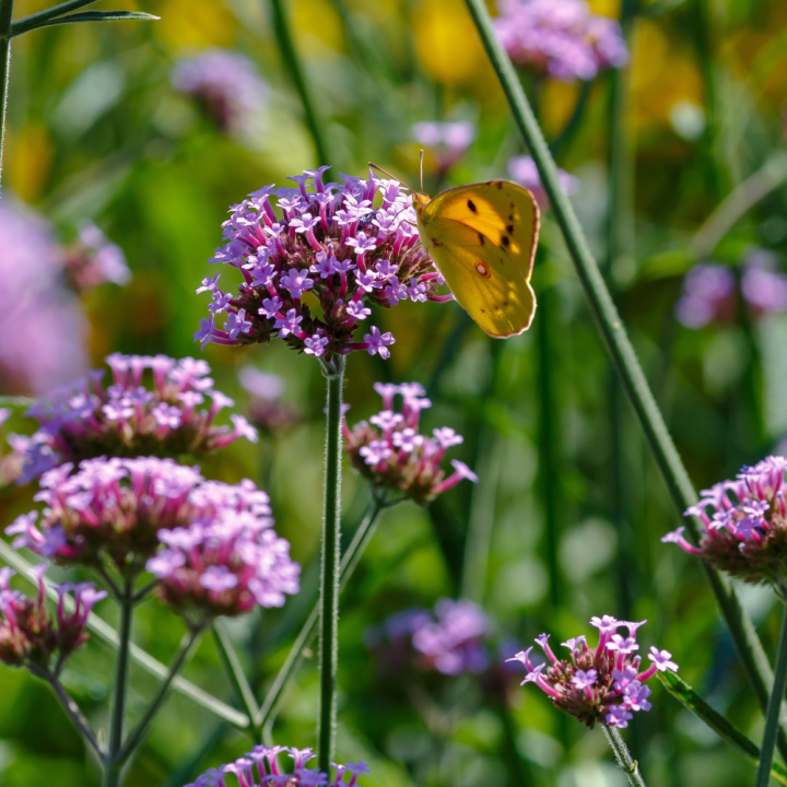Tuinplant kopen? Kom naar GroenRijk Beneden Leeuwen!