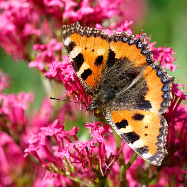 Tuinplanten kopen? Kom naar GroenRijk Beneden Leeuwen!