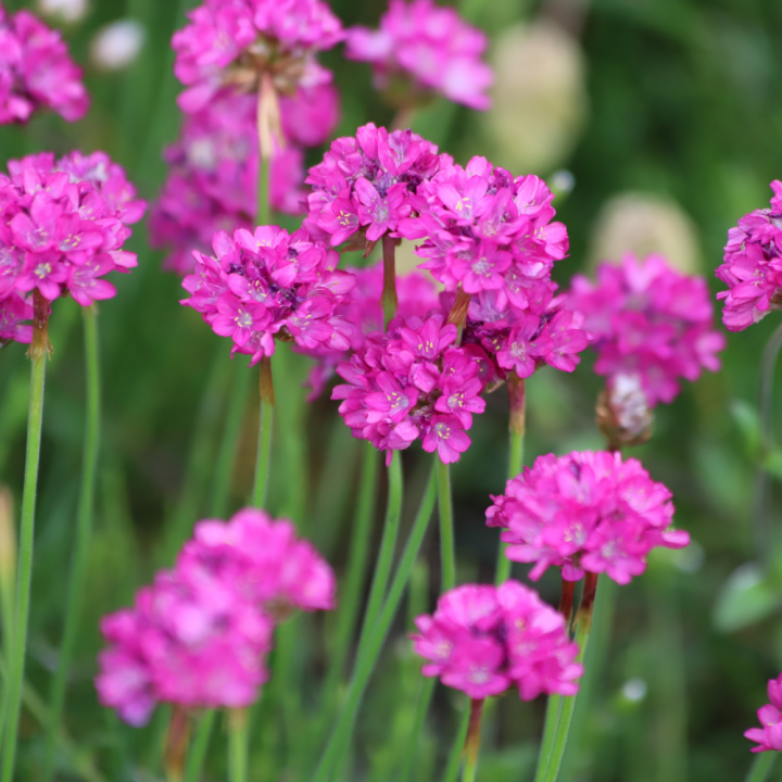 Tuinplanten kopen? Kom naar GroenRijk Beneden Leeuwen!