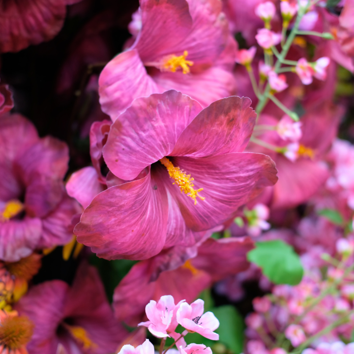 Zijden bloemen koop je bij GroenRijk Beneden Leeuwen! Zijden bloemen koop je bij GroenRijk Beneden Leeuwen!