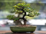 Bonsai Bonsai
