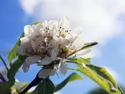 Fruitbomen Fruitbomen