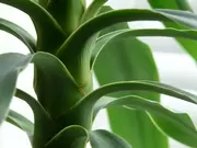 Kamerplanten Kamerplanten