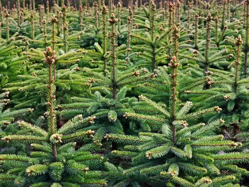 exotisch molen site Kerstbomen - Tuintips - GroenRijk Beneden Leeuwen | Een mooi tuincentrum  nabij Tiel, Nijmegen en Beuningen.