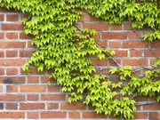 Klimplanten Klimplanten