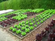Moestuin Moestuin