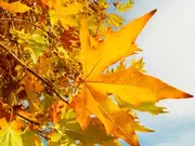 Plantmaand oktober Plantmaand oktober