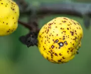 Schurft bij planten Schurft bij planten