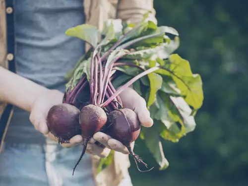 3 redenen om dit jaar een moestuin te beginnen