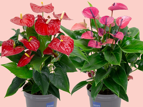 Anthurium Karma Happy – kleur die je kamer laat stralen