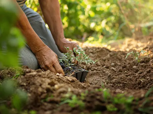 Een groenere tuin in 3 stappen