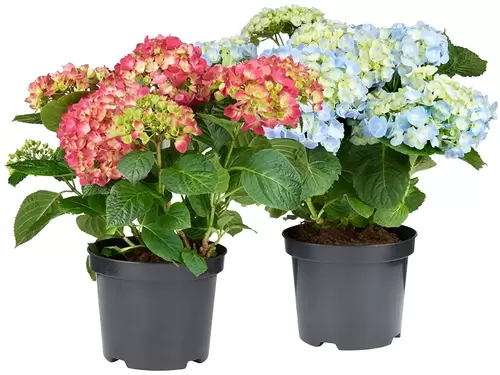 Elk jaar meer Hortensia!