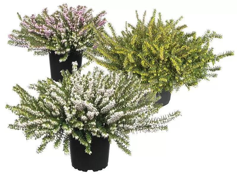 Zwakheid 鍔 droom Erica darleyensis, de kleurrijke winterheide! - GroenRijk Beneden Leeuwen | Een mooi tuincentrum nabij Tiel, Nijmegen en Beuningen. Zwakheid 鍔 droom Erica darleyensis, de kleurrijke winterheide! - GroenRijk Beneden Leeuwen | Een mooi tuincentrum nabij Tiel, Nijmegen en Beuningen.