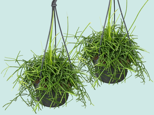 Koraalcactus – luchtige jungle vibes in huis