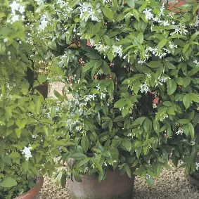 Toscaanse jasmijn