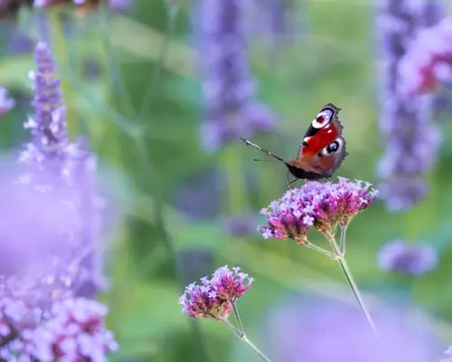 Simpele tips voor een duurzame tuin