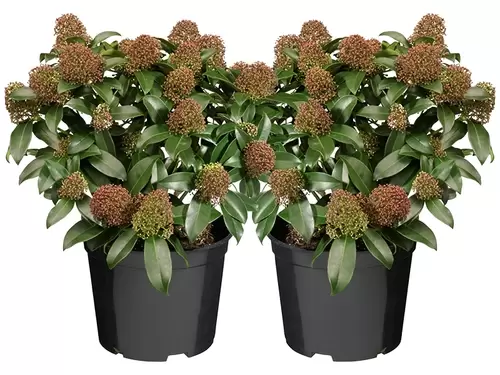 Skimmia japonica 'Rubella': wintergroene schoonheid