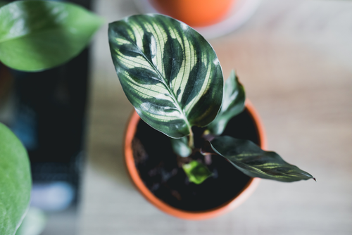 Top 5 kamerplanten die weinig licht nodig hebben