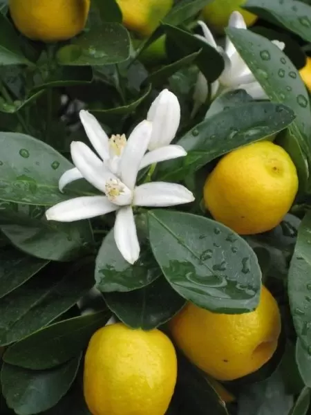 Warme vakantiedromen met citrusbomen