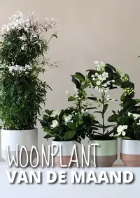 tweeling Verspreiding Notitie Witte geurende planten: Woonplanten van de maand maart - GroenRijk Beneden  Leeuwen | Een mooi tuincentrum nabij Tiel, Nijmegen en Beuningen.