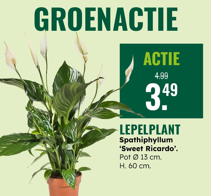 Groenactie: Lepelplant