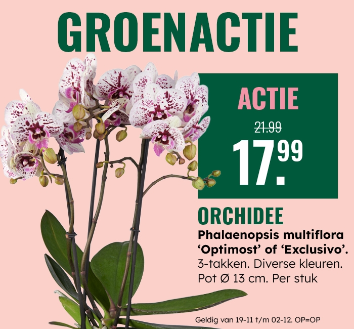 Groenactie: Vlinderorchidee