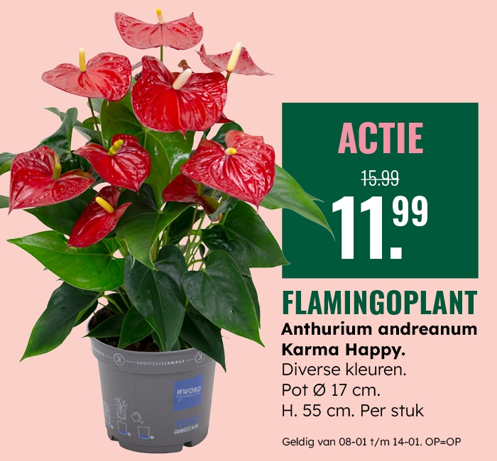 Weekaanbieding: Flamingoplant