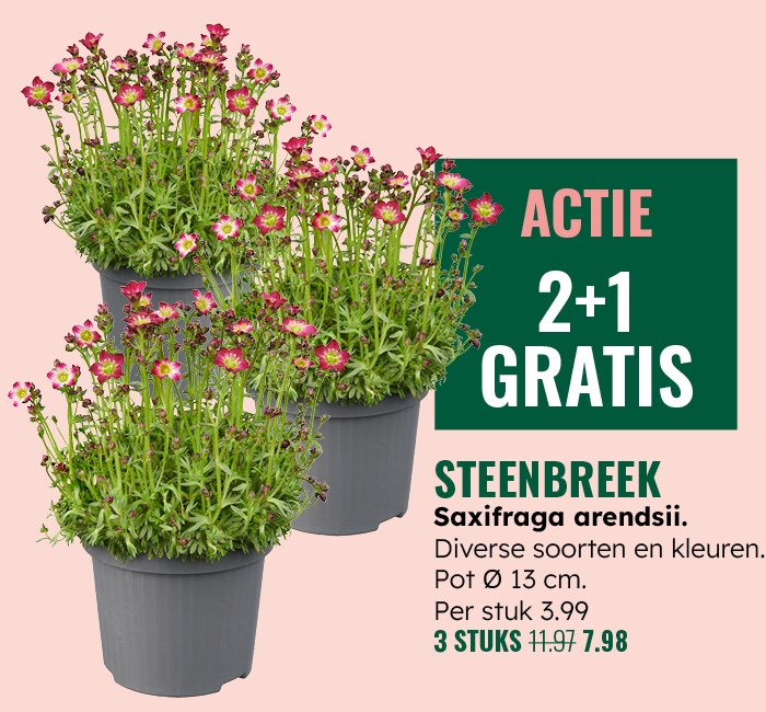 Weekaanbieding: Steenbreek