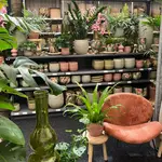 Onze kamerplantenafdeling!