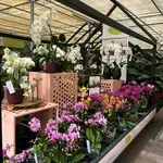 Onze kamerplantenafdeling!