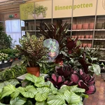 Onze kamerplantenafdeling!