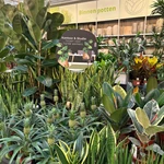 Onze kamerplantenafdeling!