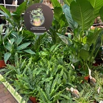 Onze kamerplantenafdeling!