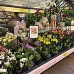 Onze kamerplantenafdeling!