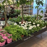 Onze kamerplantenafdeling!