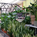 Onze kamerplantenafdeling!