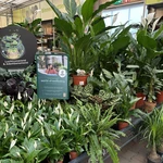 Onze kamerplantenafdeling!