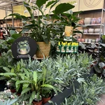 Onze kamerplantenafdeling!