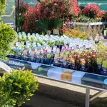 Onze tuinplantenafdeling!