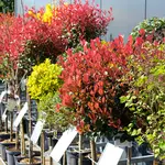 Onze tuinplantenafdeling!