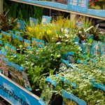 Onze tuinplantenafdeling!