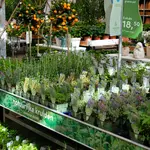 Onze tuinplantenafdeling!